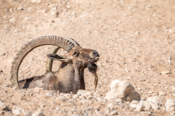 Nubian ibex (Capra nubiana) a desert wild goat species found in mountain areas