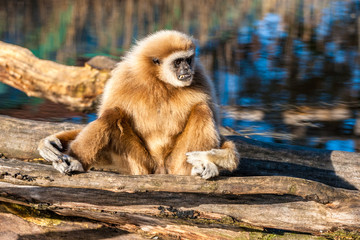 White handed Lar gibbon(Hylobates Lar) sitting on a log with colorful background