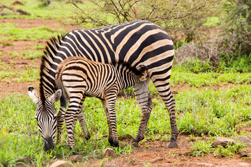 Zebra and a Baby Zebra