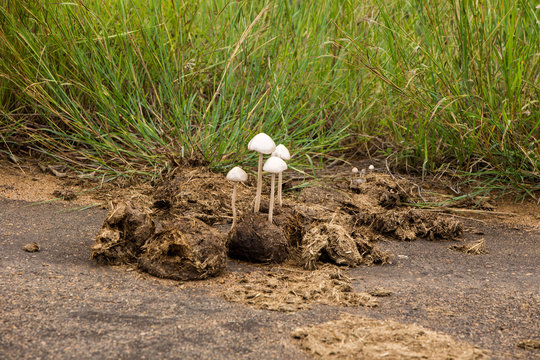 Elephants Poop Mushrooms