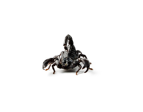 Scorpion isolated on white.