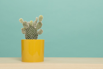 Cactus plant in a yellow flowerpot on a wooden table or shelf on a turquoise blue background with...