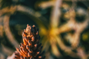 Intense red flower of ferocious aloe in sunlight