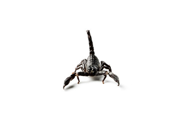 Scorpion isolated on white.