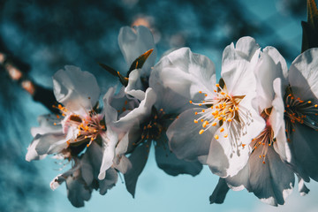 Fototapeta na wymiar White flowers on the branch of a tree with blue sky background