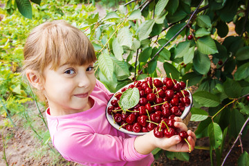 The child is picking cherries in the garden. Selective focus.
