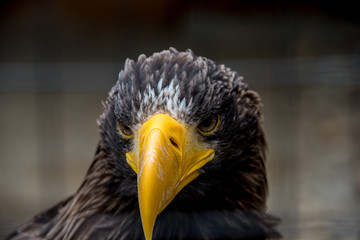 European eagle