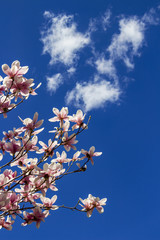 The white-pink flowers of Magnolia soulangeana, Saucer Magnolia tree against blue sky and heart-shaped clouds