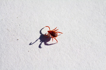 A dangerous parasite and infection carrier mite