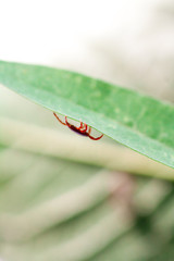 A dangerous parasite and infection carrier mite