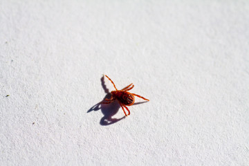 A dangerous parasite and infection carrier mite