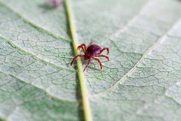 A dangerous parasite and infection carrier mite