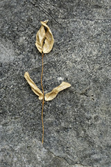 Dried brown leafs on dirty old concrete floor for background