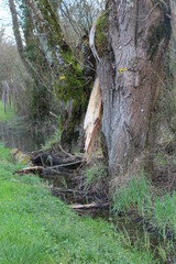 un arbre frappé par la foudre