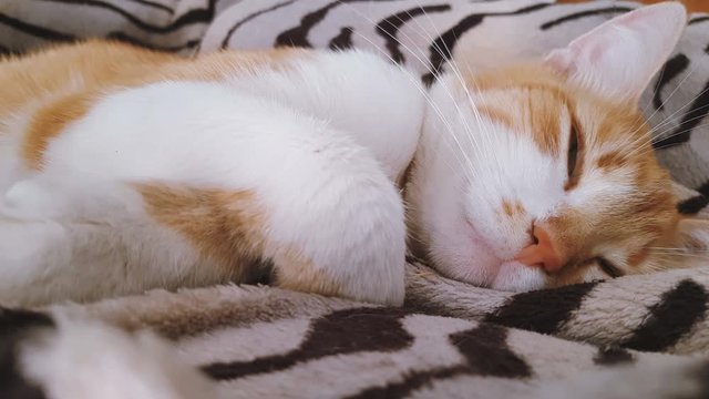 Morning sunlight on the sleeping red cat. Cute funny red-white cat on the blanket, close up, dynamic scene, 4k video.