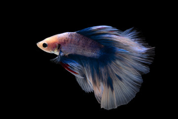 Fototapeta premium Siamese fighting fish on black background