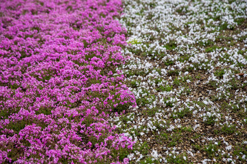 Obraz premium moss field at Shibazakura flower festival