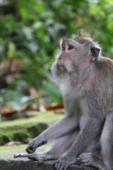 Monkeys Forest Ubud Bali Indonesia