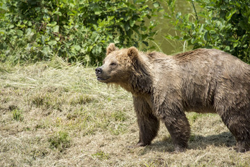 Fototapeta premium Brown bear
