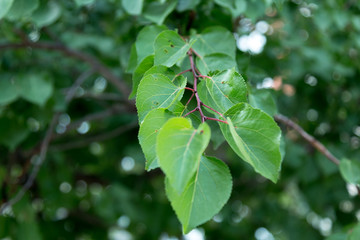 green apricot branch
