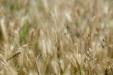 spikelets of grass yellow ripening in the sun as a texture
