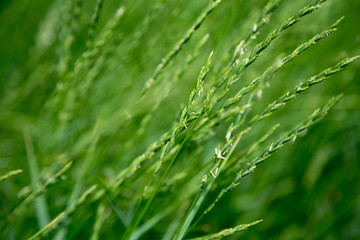 Fototapeta na wymiar bright green tall grass as background