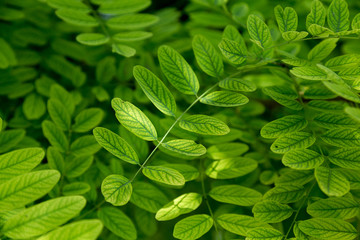 green acacia leaves in the sun