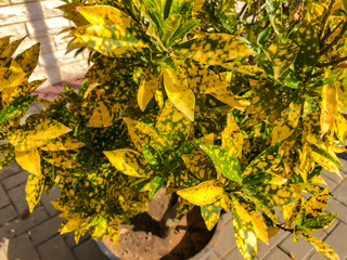 Golden colored leaves in Israel. Close up shot.