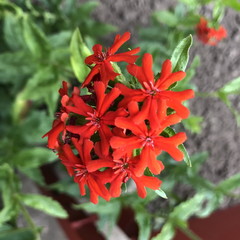 Red flower close-up.