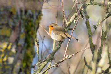 Robin