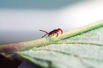 A dangerous parasite and infection carrier mite