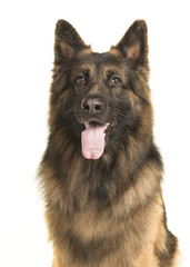 Portrait of a male german shepherd dog looking away on a white background