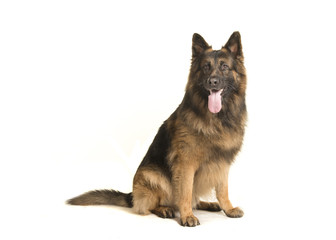 Adult old german shepherd dog sitting isolated on a white background