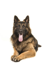 Adult old german shepherd dog lying down looking at the camera seen from the front isolated on a white background