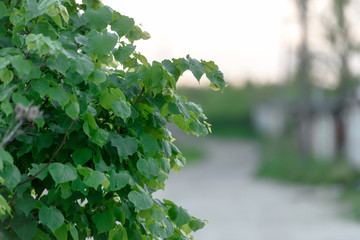 Green foliage tree close-up. The concept of nature and fauna