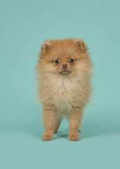 Cute mini spitz puppy dog standing looking at the camera on a blue turquoise background in a...