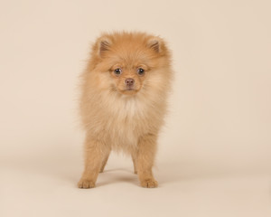 Cute mini spitz puppy dog standing looking at the camera on a sand colored background