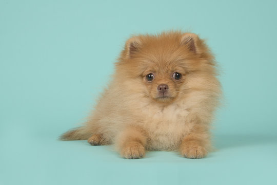 Cute mini spitz puppy dog lying down looking at the camera on a blue turquoise background