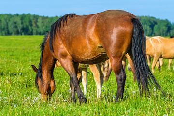 Obraz na płótnie Canvas Horses graze in a field