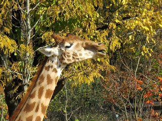 girafe
