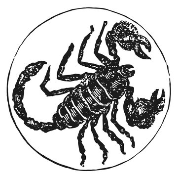zodiac sign scorpion #vector #isolated - Sternzeichen Skorpion