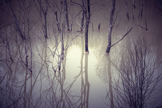 Dead trees and plants. Cyanide mining residuals