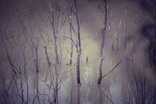 Cyanide water killing vegetation