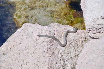 Ползущая по камню