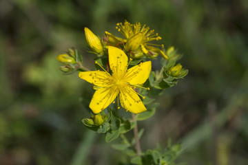 Perforate St John's-wort, herbal plant