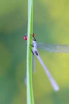 Large redeye, also called red-eyed damselfly, Erythromma naja