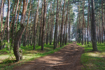 Forest path with Scots pine