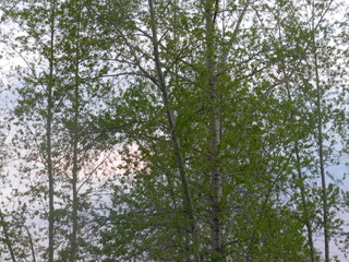 Ural summer