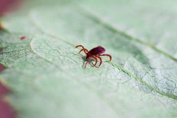 A dangerous parasite and infection carrier mite