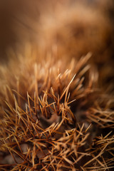 Selective focus on the spines of a chestnut burr with copy space on a blurred background. Species: Castanea Sativia.